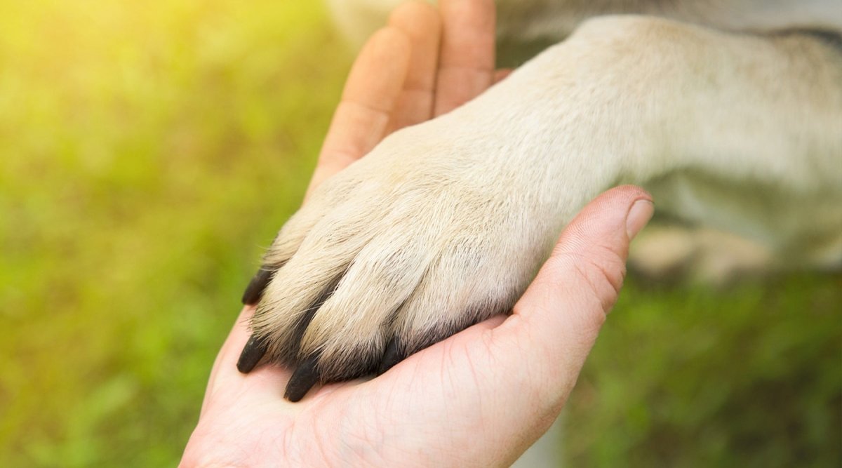 Krallen schneiden beim Hund – So klappt`s ohne Schmerzen - AniForte