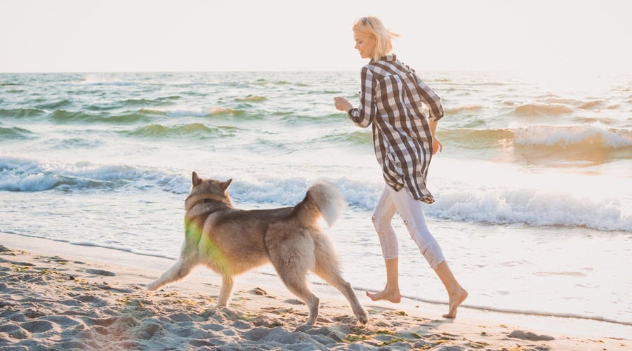 Kurzurlaub mit dem Hund