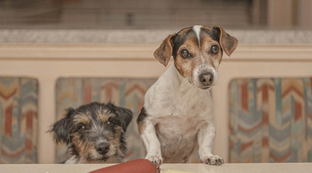 Leberwurst für Hunde selber machen – Rezept des Monats - AniForte