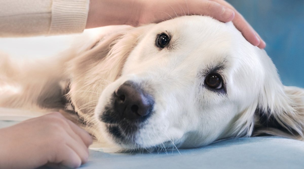 Magendrehung beim Hund – wenn ein Albtraum wahr wird - AniForte