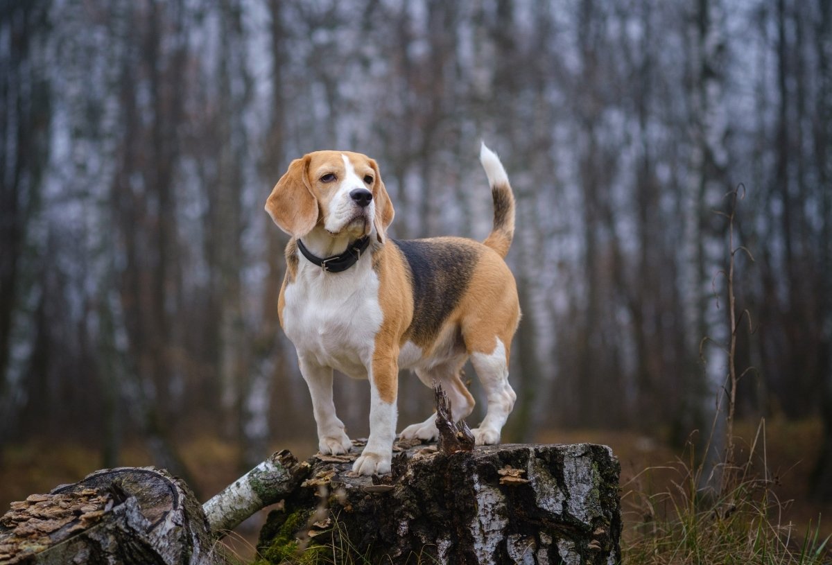 Mein Hund hat Durchfall – Was tun? - AniForte