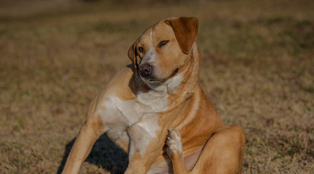 Mein Hund hat Schuppen - Ursachen und Behandlung - AniForte