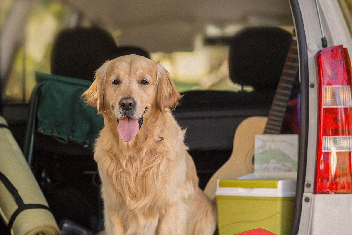 Mit Hund auf Reisen - Was in keiner Reiseapotheke fehlen darf - AniForte