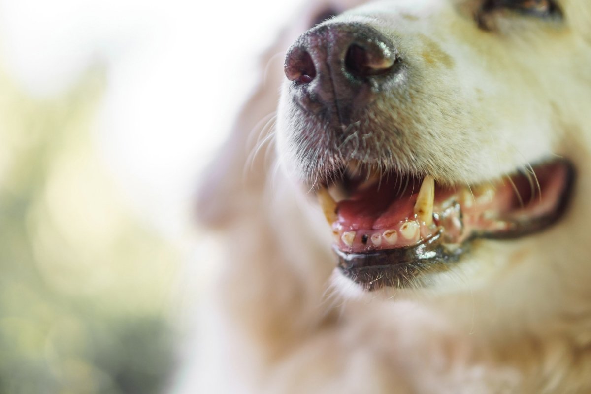 Mundgeruch Hund: Abhilfe schafft Futter von AniForte® - AniForte
