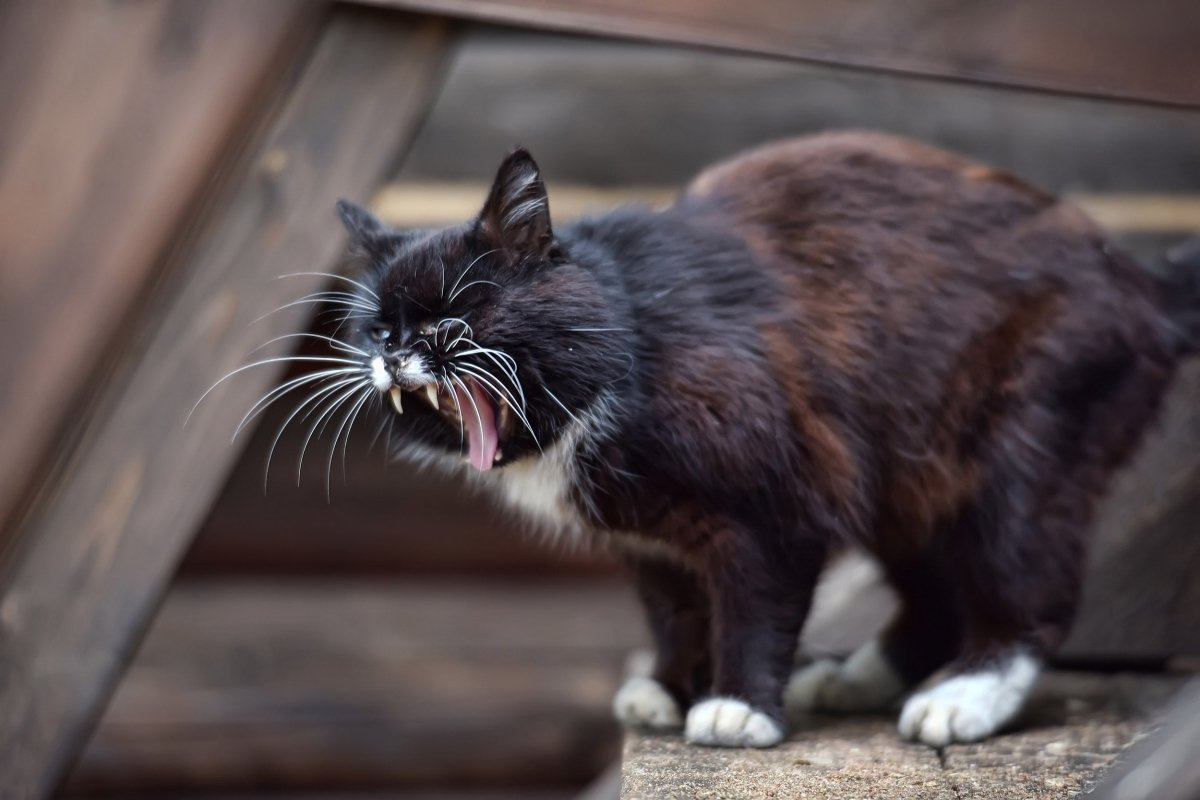 Mundgeruch Katze – Tipps zur Bekämpfung von AniForte® - AniForte