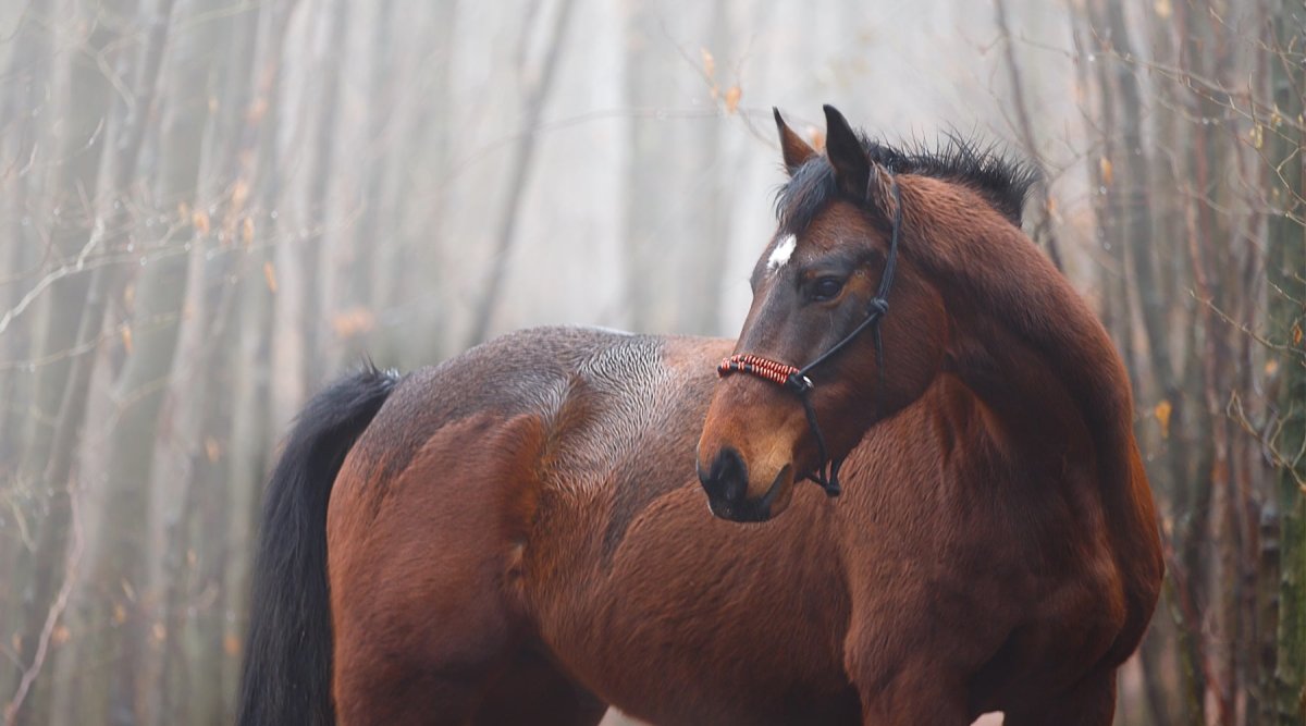 Pferde im Winter: Fit für die Winterweide - AniForte