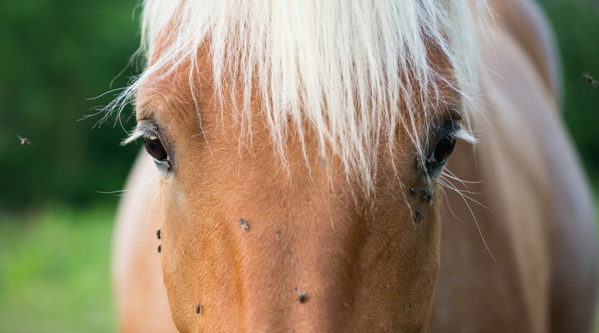 Pferde & Insekten: So wirst Du die lästigen Plagegeister wieder los - AniForte