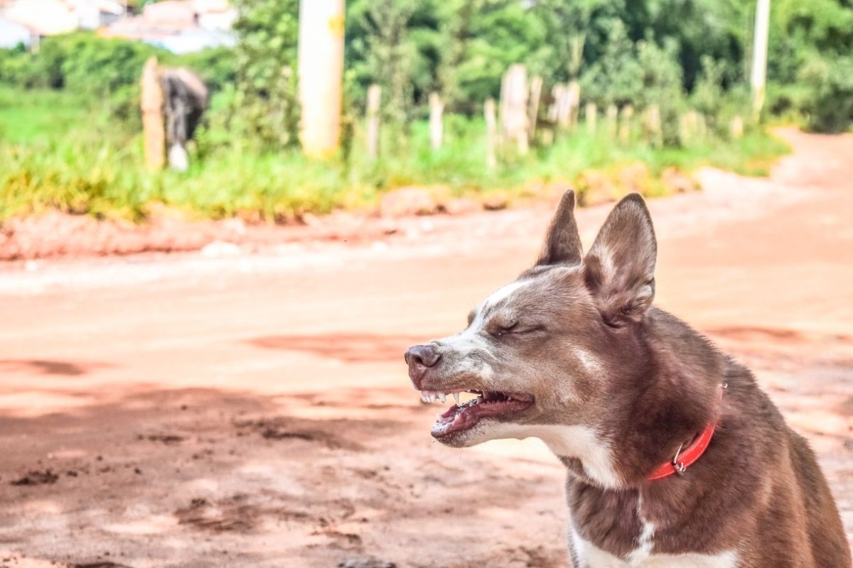 Pollenallergie bei Hunden: Was Du wissen musst! - AniForte