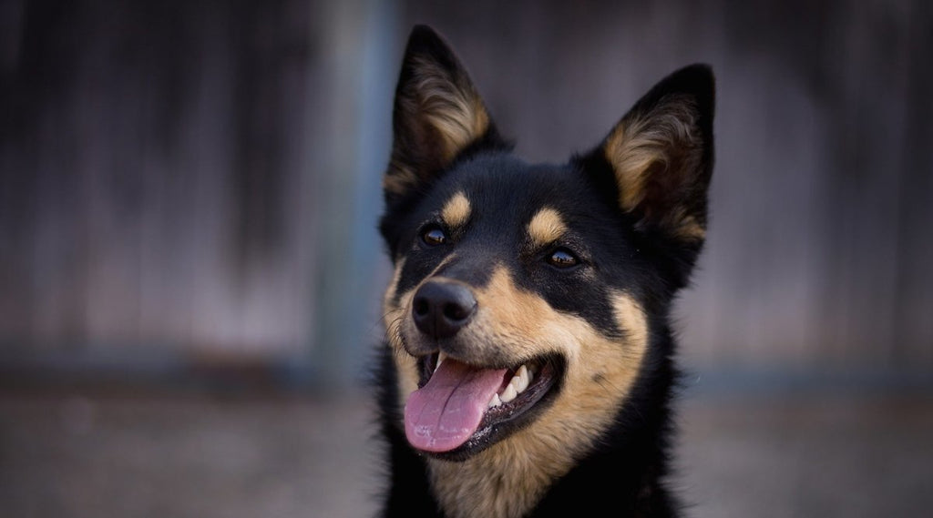 Bolognese Dog Breed Characteristics and Care