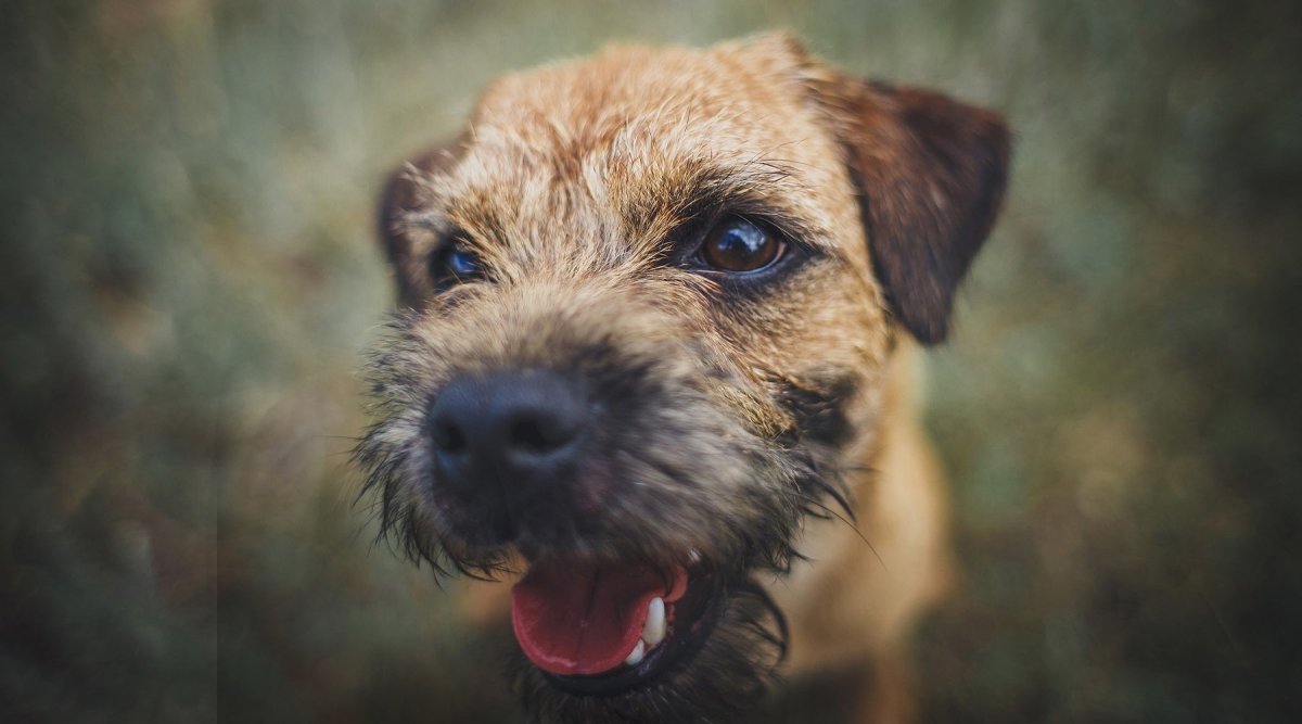 Rasseportrait Border Terrier - AniForte