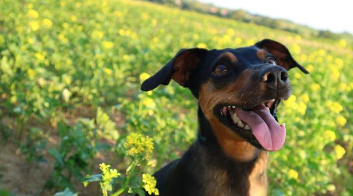 Rasseportrait Zwergpinscher - AniForte