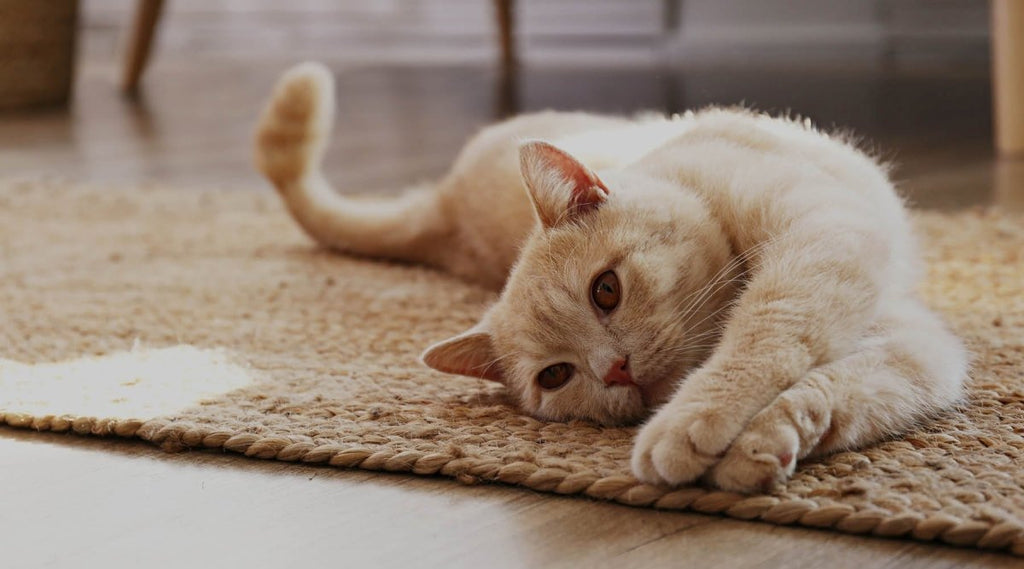 Rollige Katze – Das kannst Du jetzt tun!