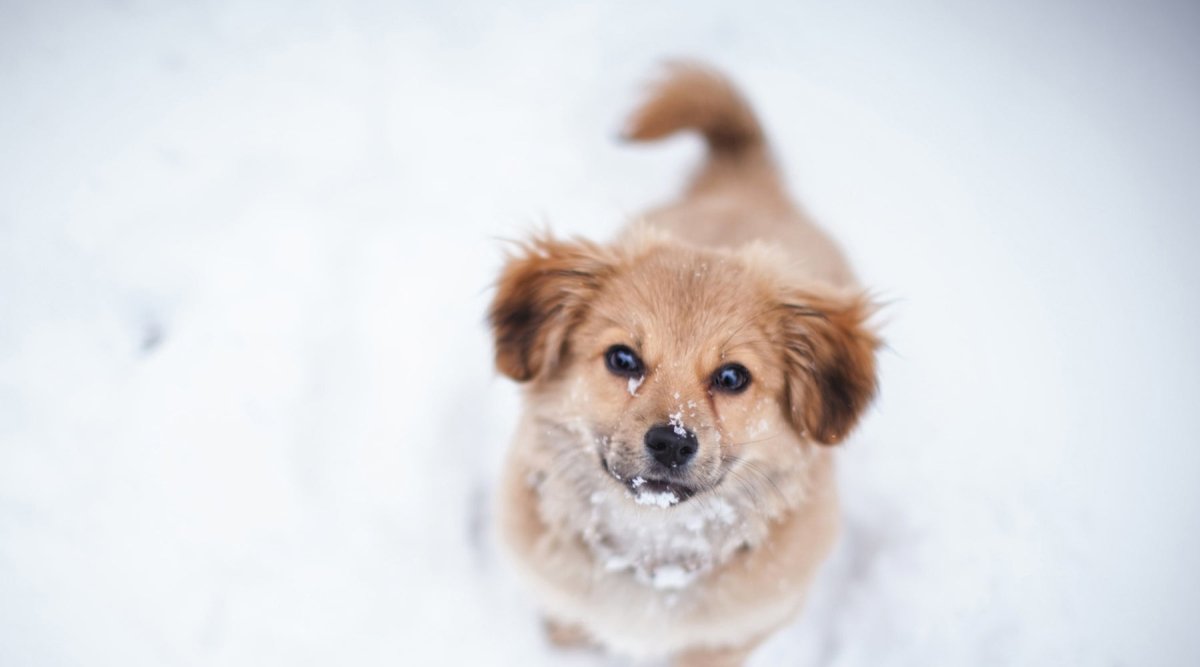 Schneegastritis: Warum Schneefressen Deinem Hund auf den Magen schlägt - AniForte