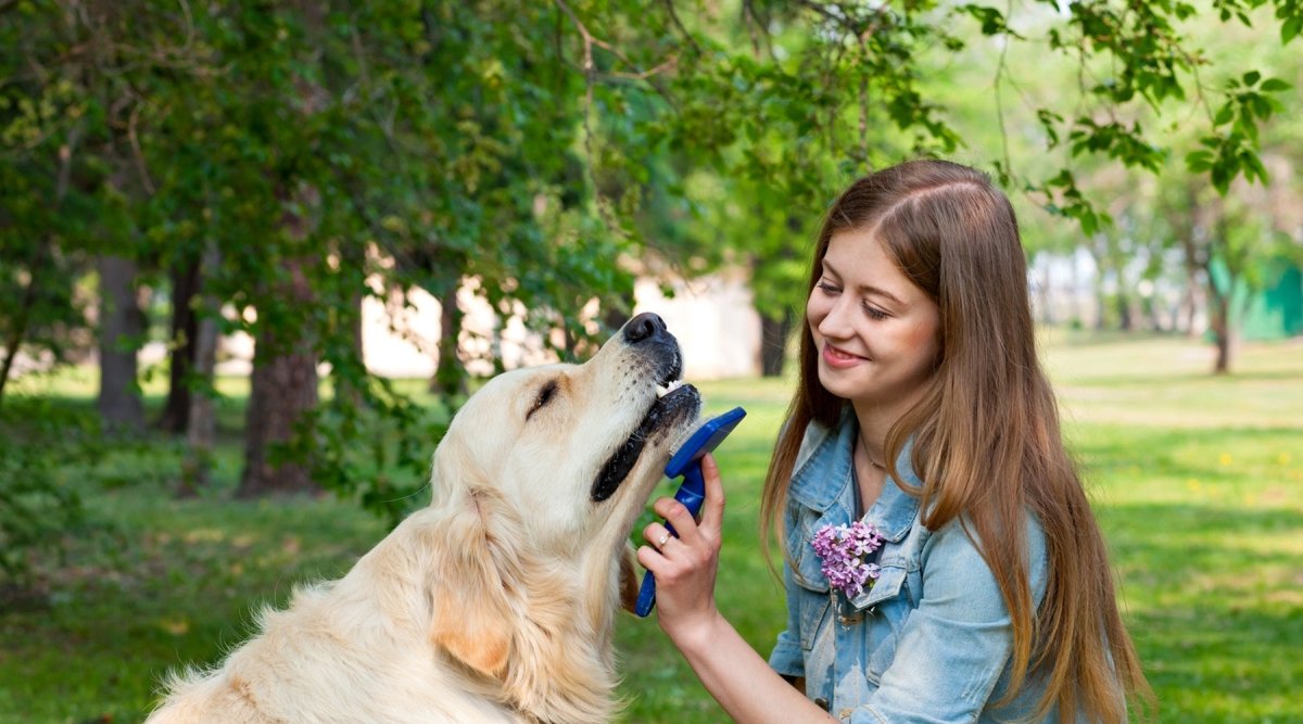 Sommer-Schur beim Hund? - AniForte