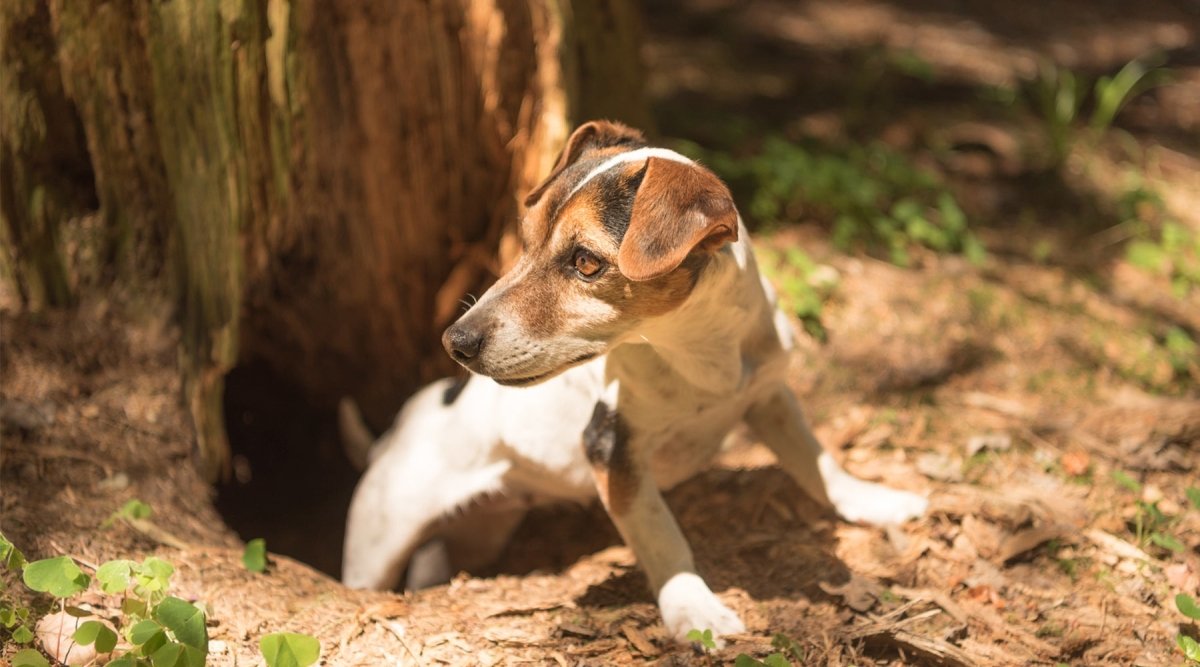 Staupe - Wie Dein Hund der Virusinfektion entkommt - AniForte