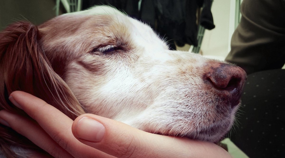 Tierarzt-Sprechstunde: Vestibularsyndrom beim Hund - AniForte
