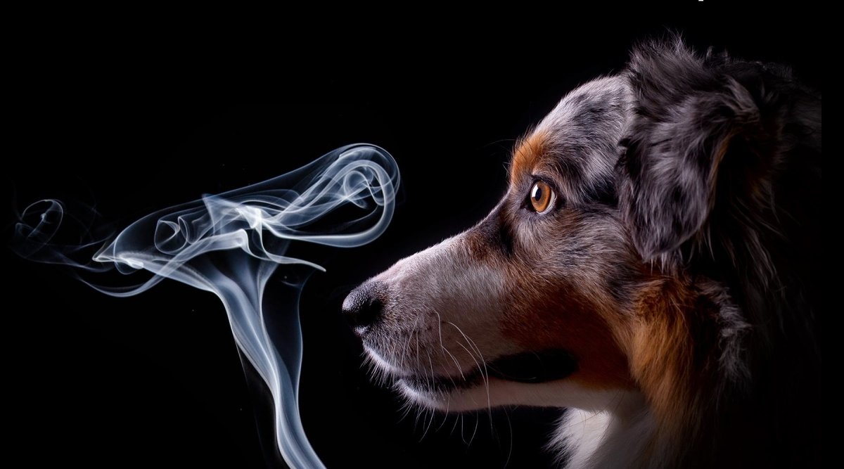 Tiere im Raucherhaushalt – Die gefährdeten Passivraucher - AniForte
