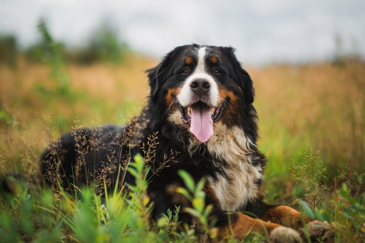 Übergewicht Hund: Gründe und Lösungen - AniForte