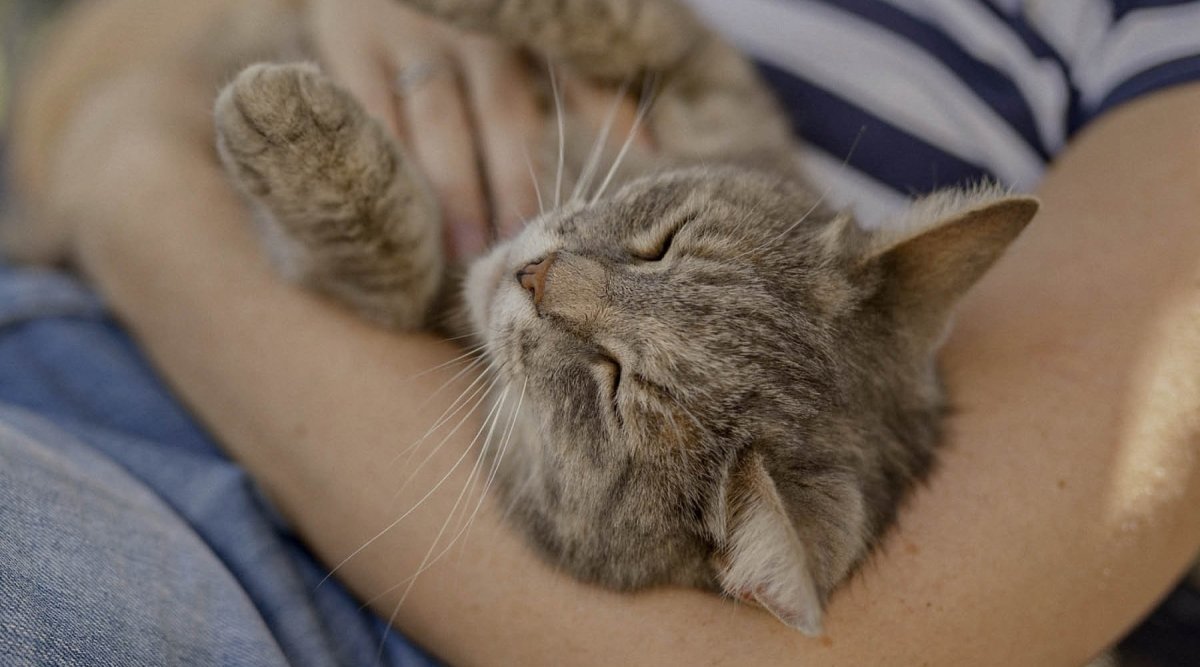 Verwöhnprogramm für Katzen - AniForte