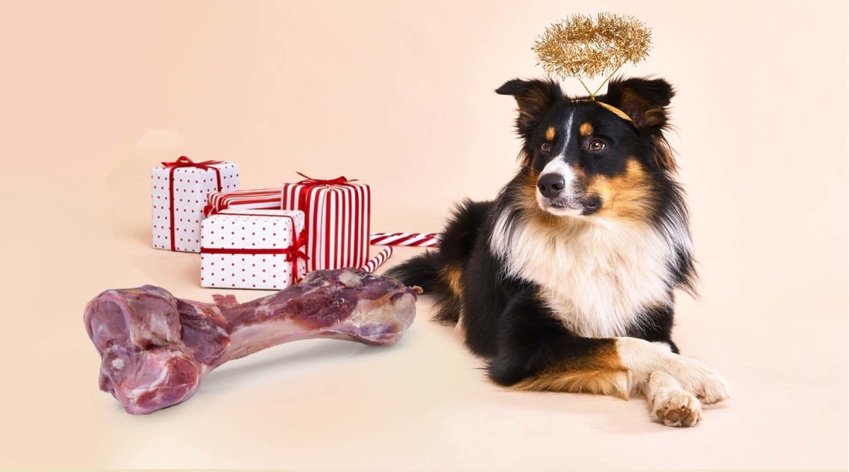 Weihnachtsgeschenke für Hund & Katze - Eine Tierische Bescherung - AniForte