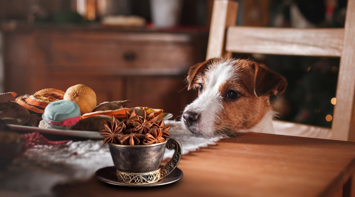 Weihnachtsgewürze – Was schmeckt auch feinen Hundenasen zum Fest? - AniForte