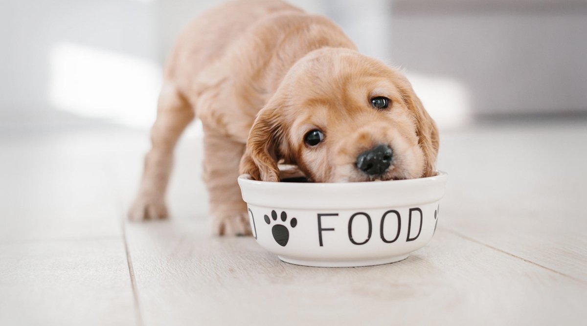 Welpen richtig füttern – Die beste Ernährung für Welpen und Junghunde - AniForte
