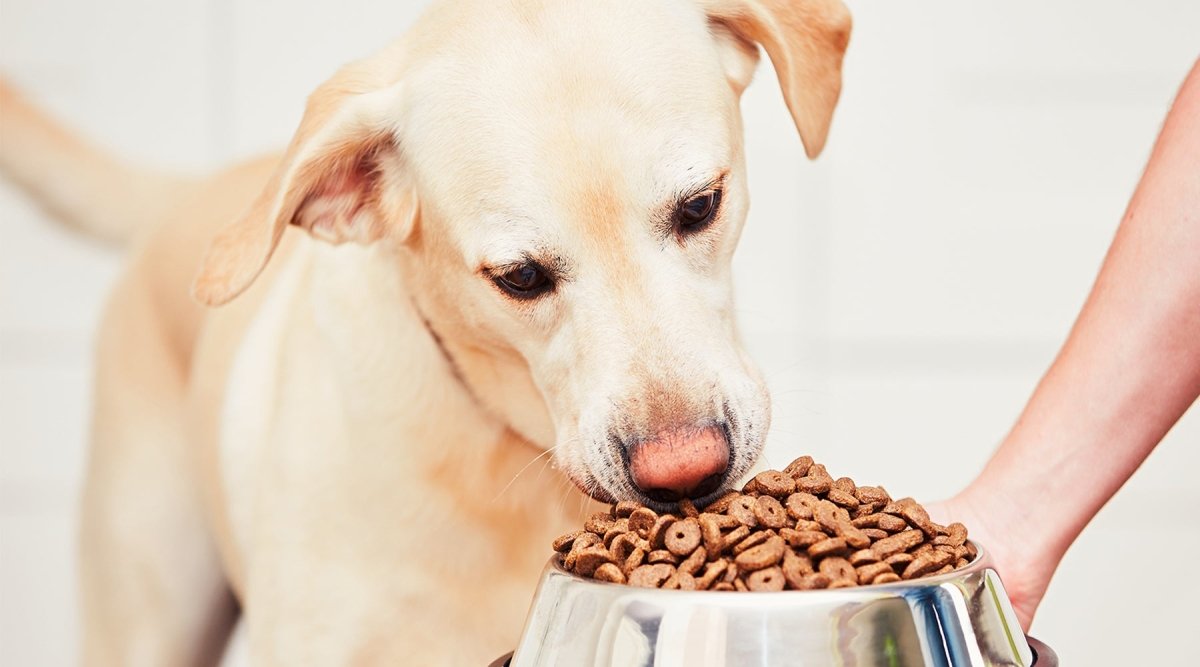 Wenn der Hund zu schnell frisst - Tipps für besorgte Hundehalter - AniForte