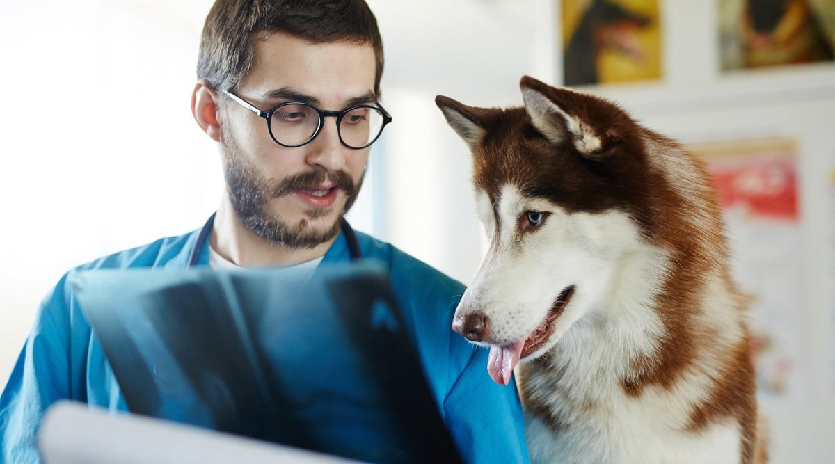 Wenn Hunde lahmen – Ursachen und Symptome für Erkrankungen des Bewegungsapparats - AniForte