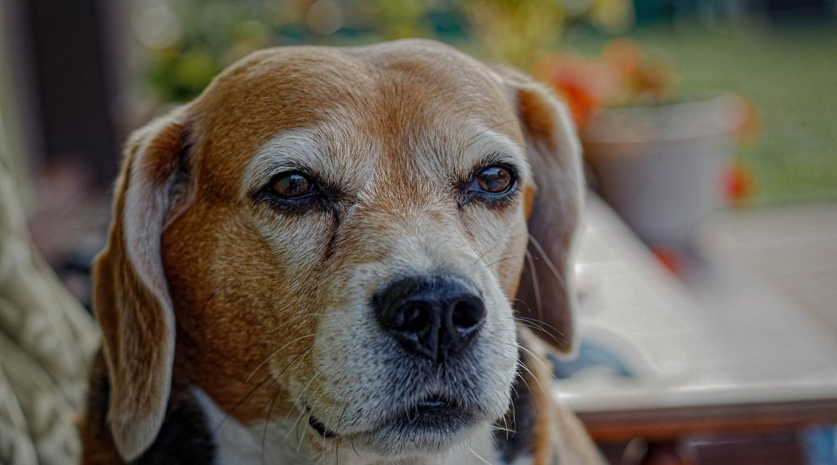 Wie alt werden Hunde? – Labrador, Beagle und Co. - AniForte