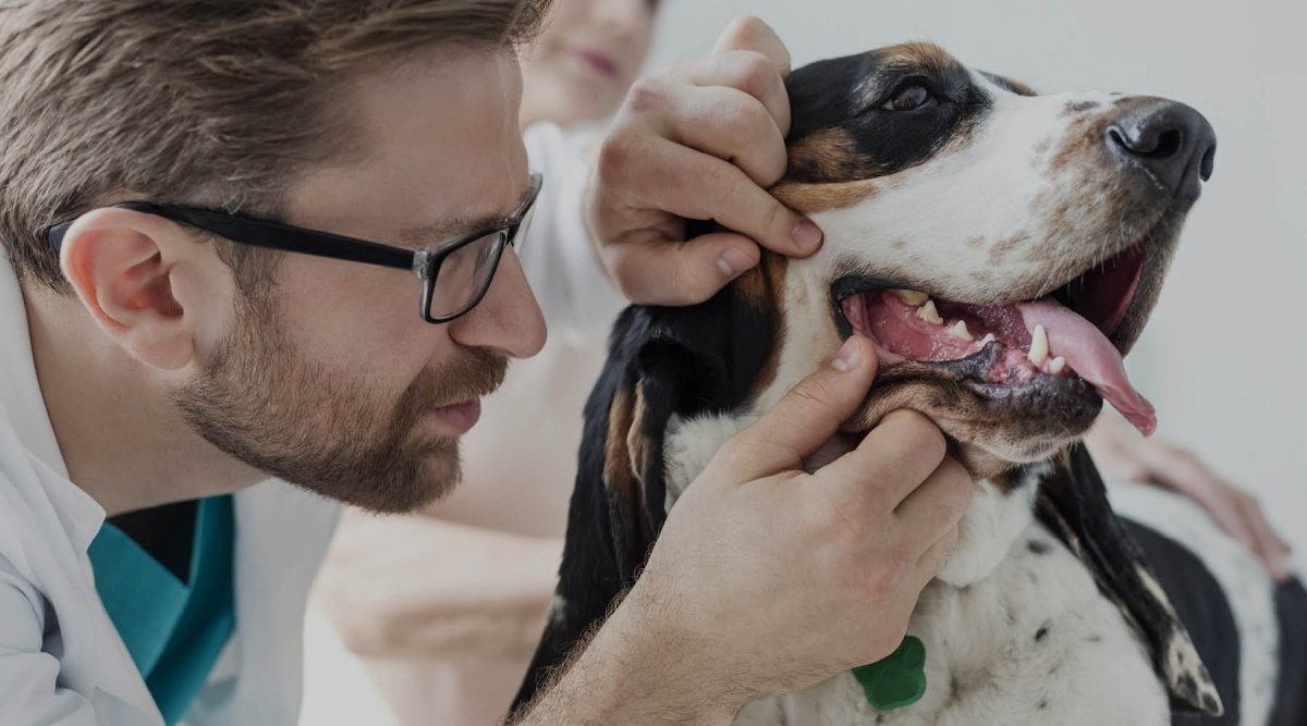 Zahngesundheit beim Hund - Gesunde Zähne bis ins hohe Alter - AniForte