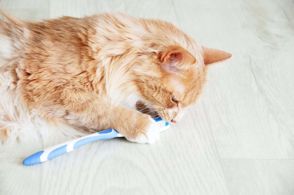 Zahnpflege Katzen: Zahnerkrankungen wie FORL vorbeugen - AniForte