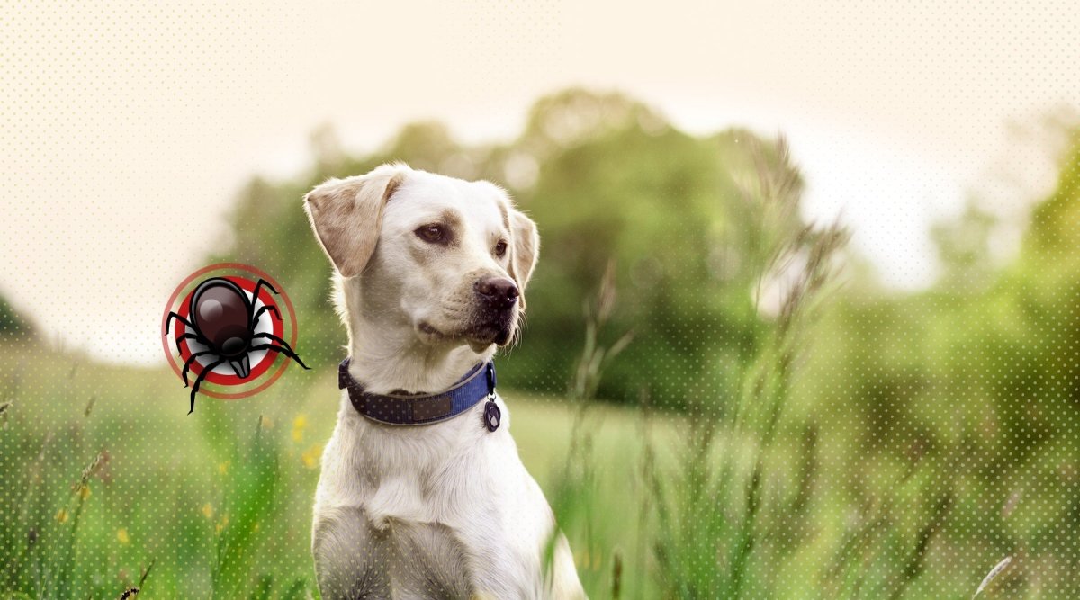 Zeckenbiss Hund – wie gefährlich ist ein Biss? - Tierarzt-Sprechstunde - AniForte