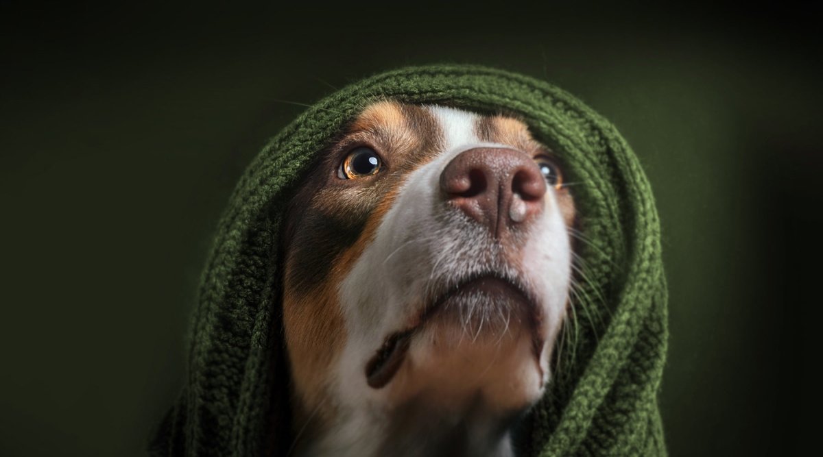Zwingerhusten beim Hund - 5 natürliche Tipps, wenn Dein Hund hustet - AniForte