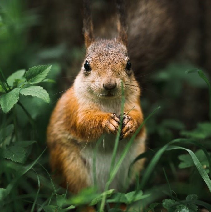 Eichhörnchen | AniForte