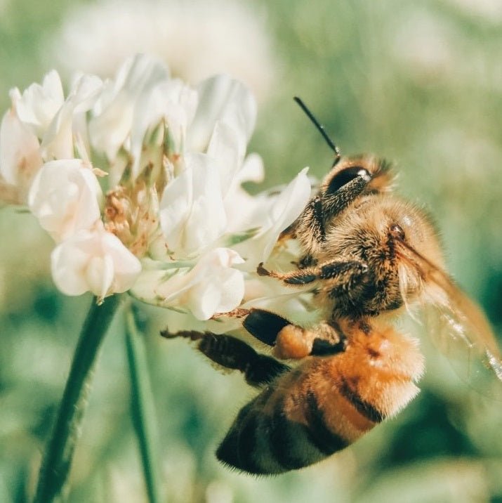 Insekten | AniForte