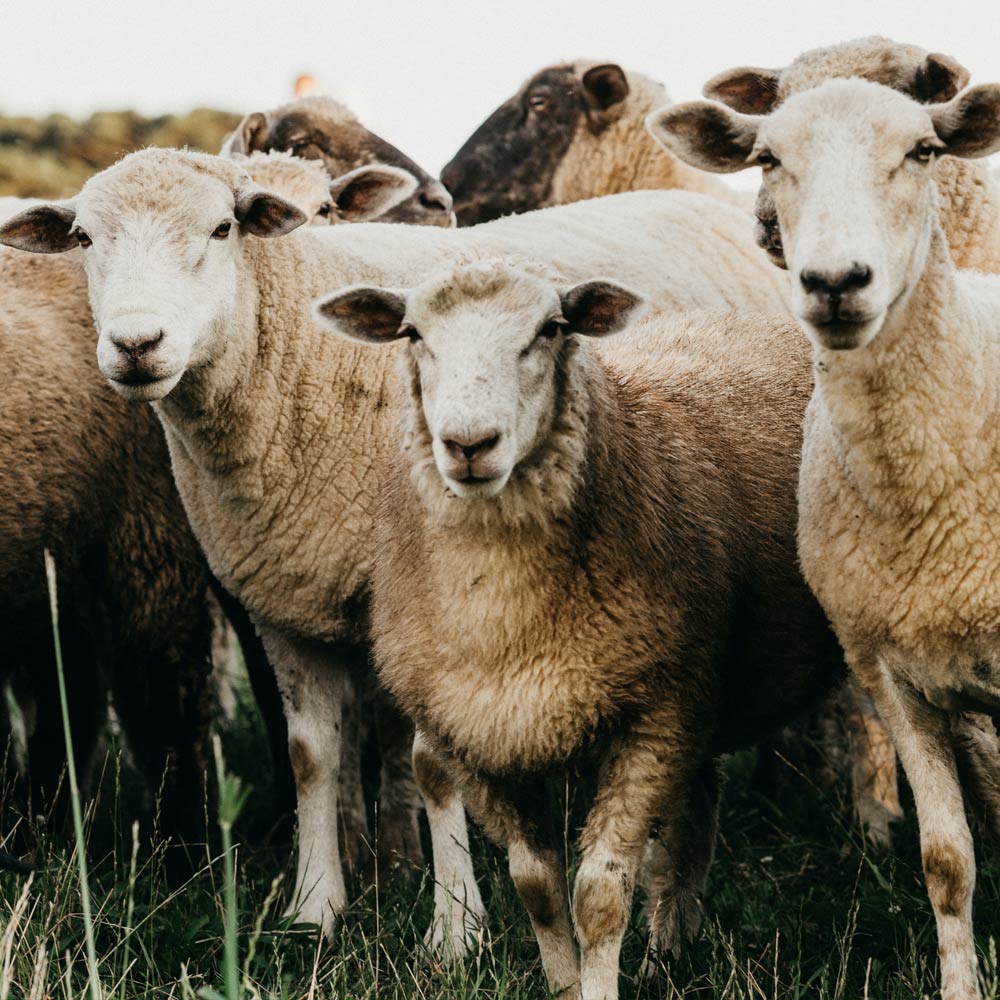 Schafe & Ziegen | AniForte