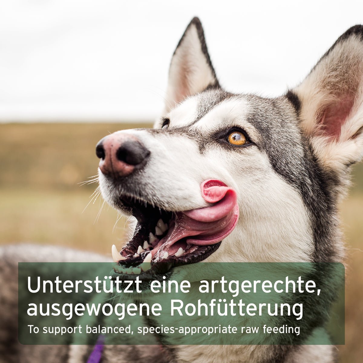 BARF - Öl Set mit Leinöl & Lachsöl - AniForte