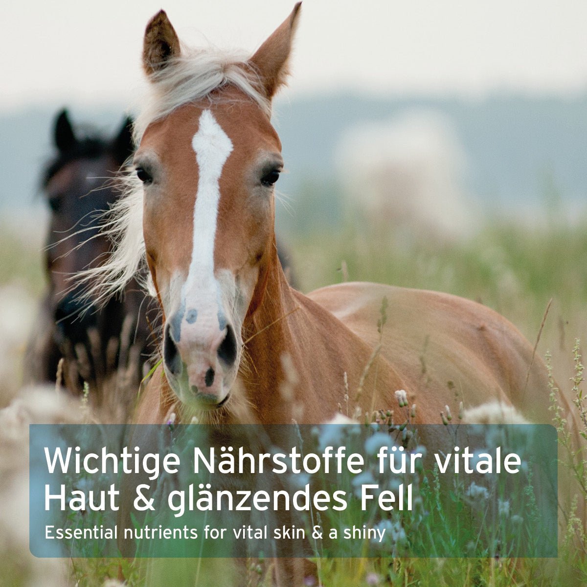 Bierhefe Pulver - AniForte