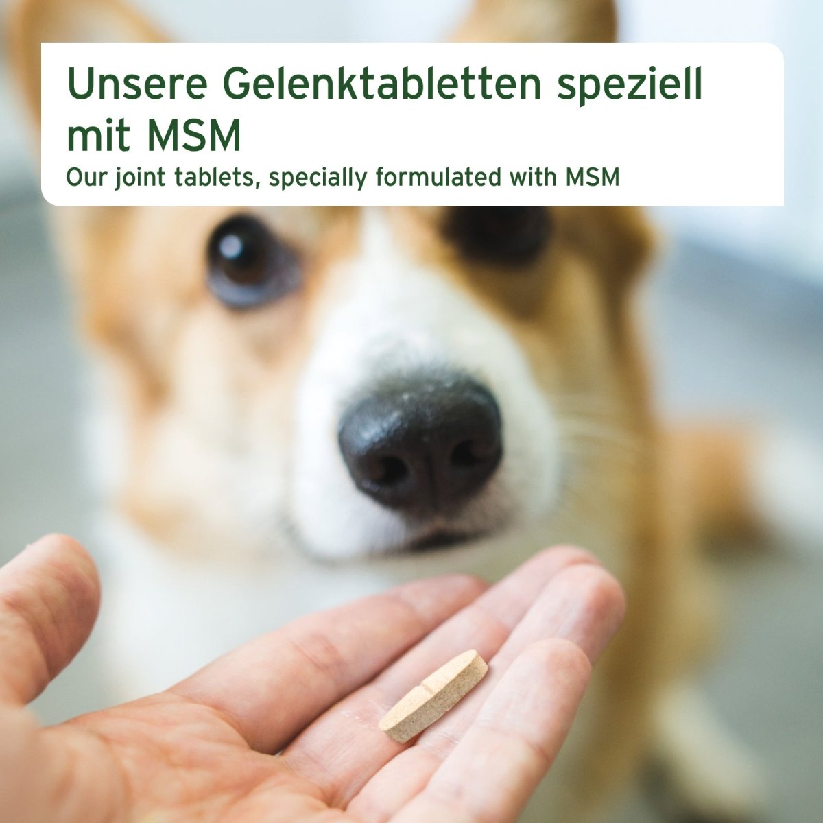 Gelenktabletten - AniForte