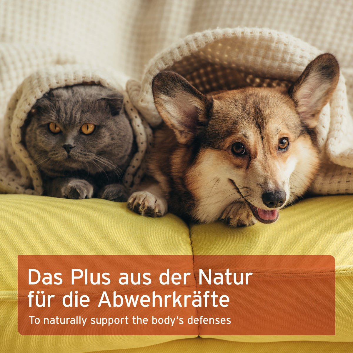 Immun-Fit Set für natürliche Immunstärkung von Hunden und Katzen mit Vitalstoffen und Nachtkerzenöl