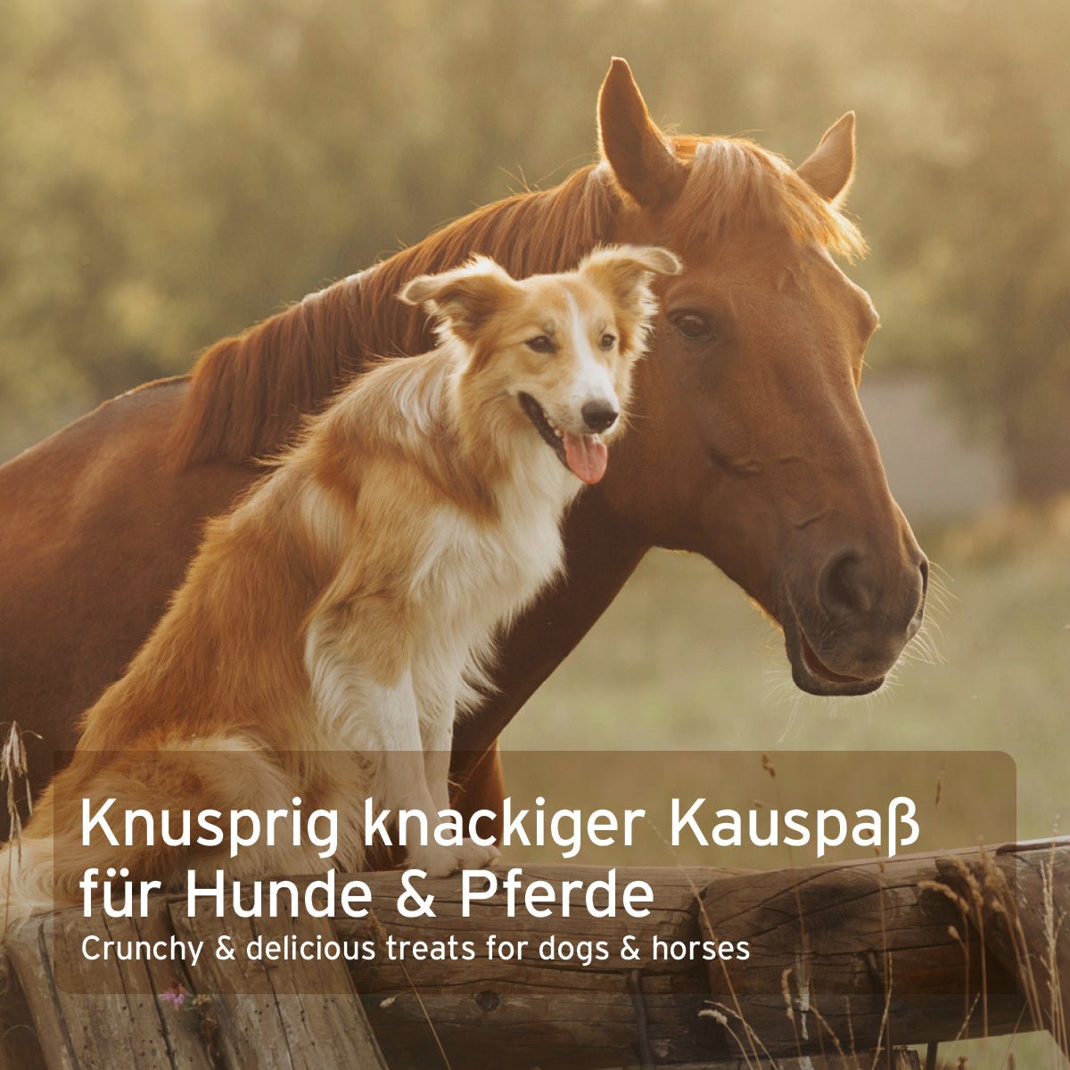 Kokos - Sticks - AniForte