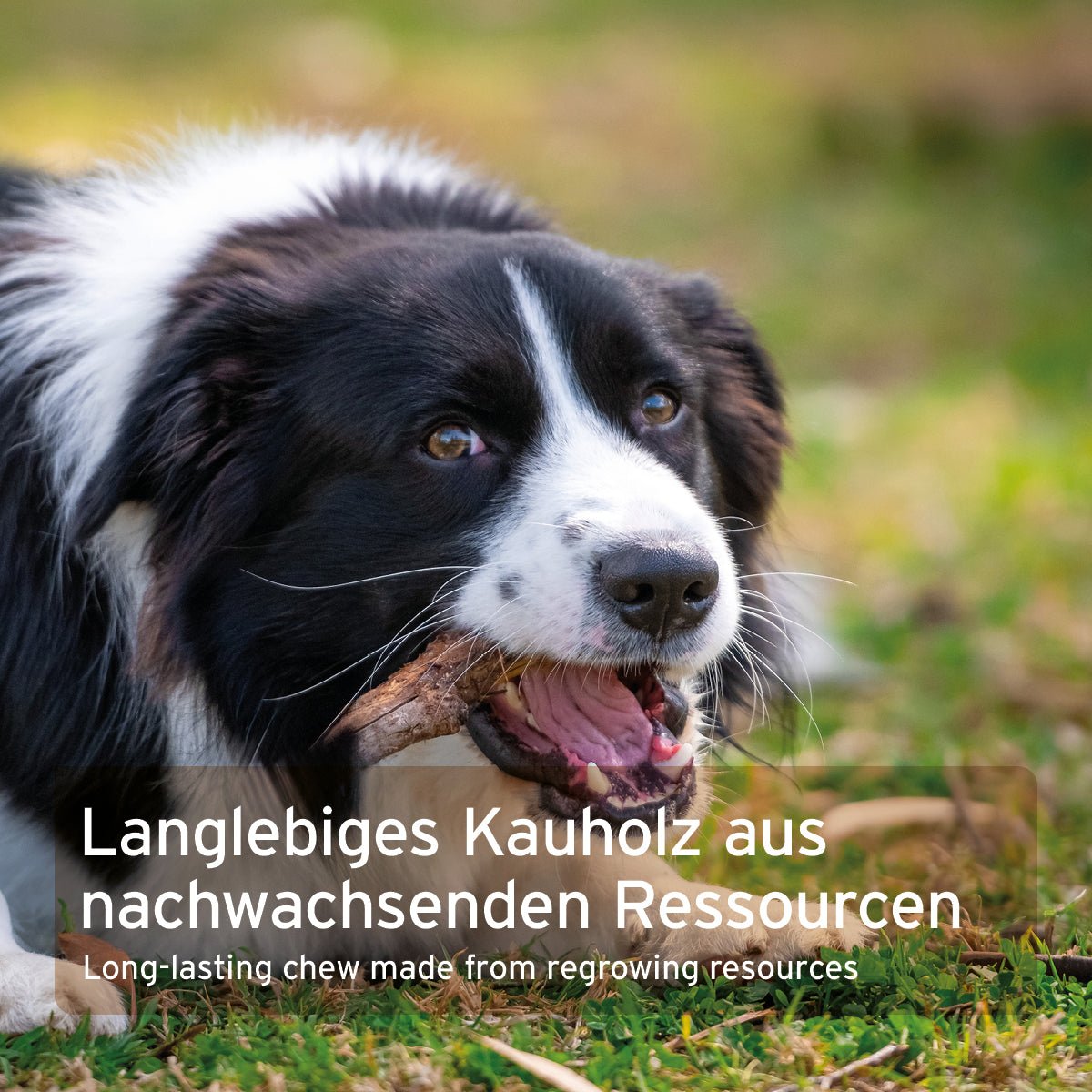 Olivenholz Kauknochen - AniForte