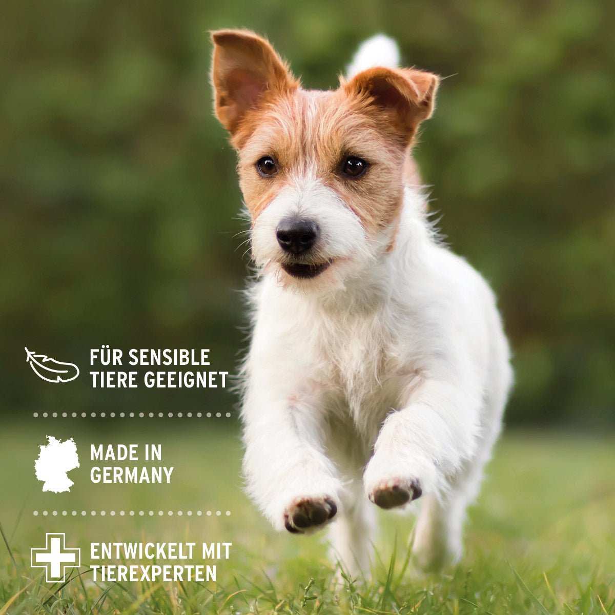 Jack Russell Hunde Hundewelpen Kaufen Jack Russel Papermoon