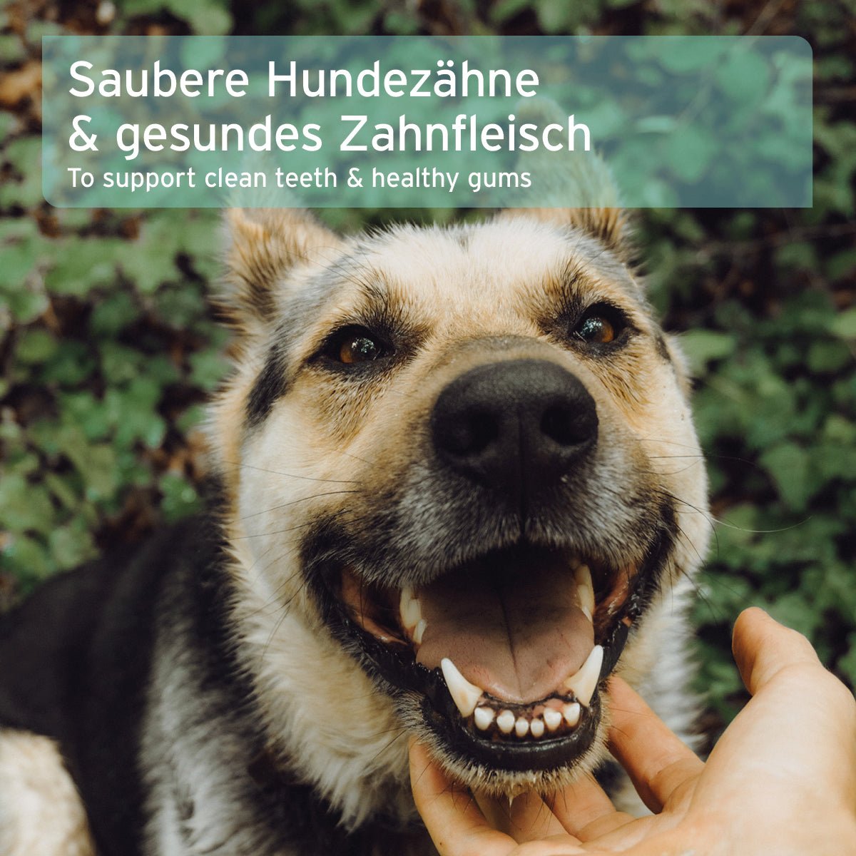 Zahnpflege Set für Deinen Hund kaufen