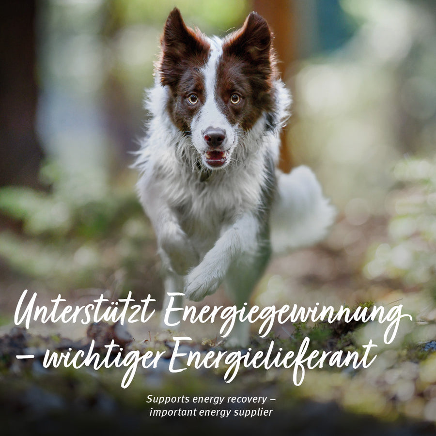 BARF Rinderblutpulver für Hunde & Katzen