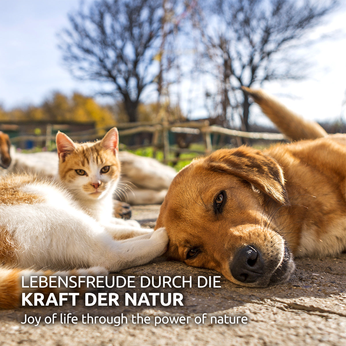 Lifestyle-Hund_Katze_01