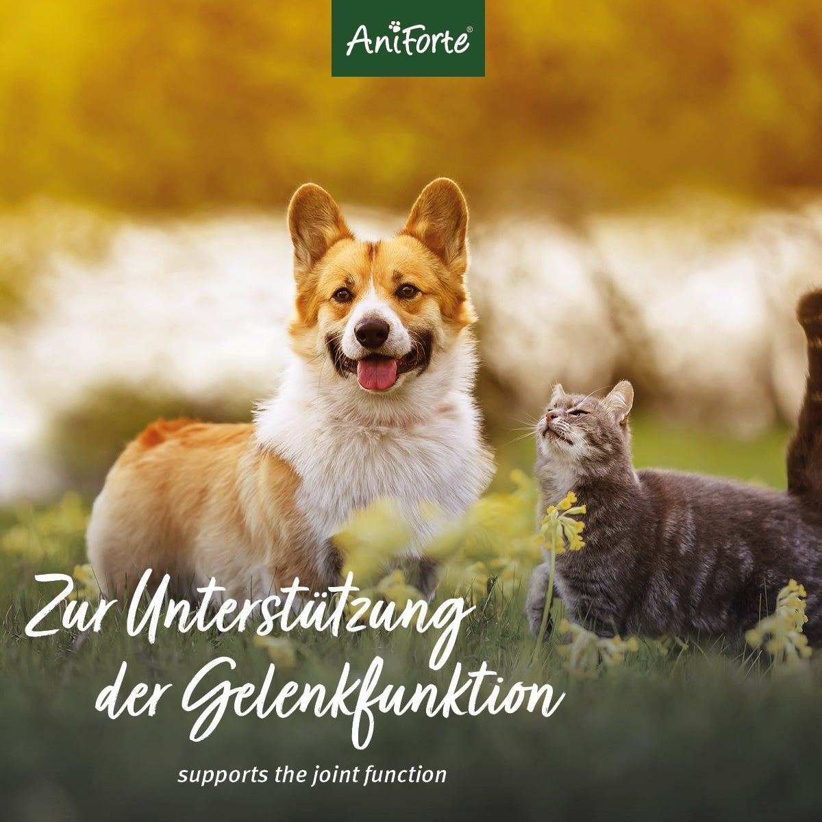 Afrikanische Teufelskralle - AniForte