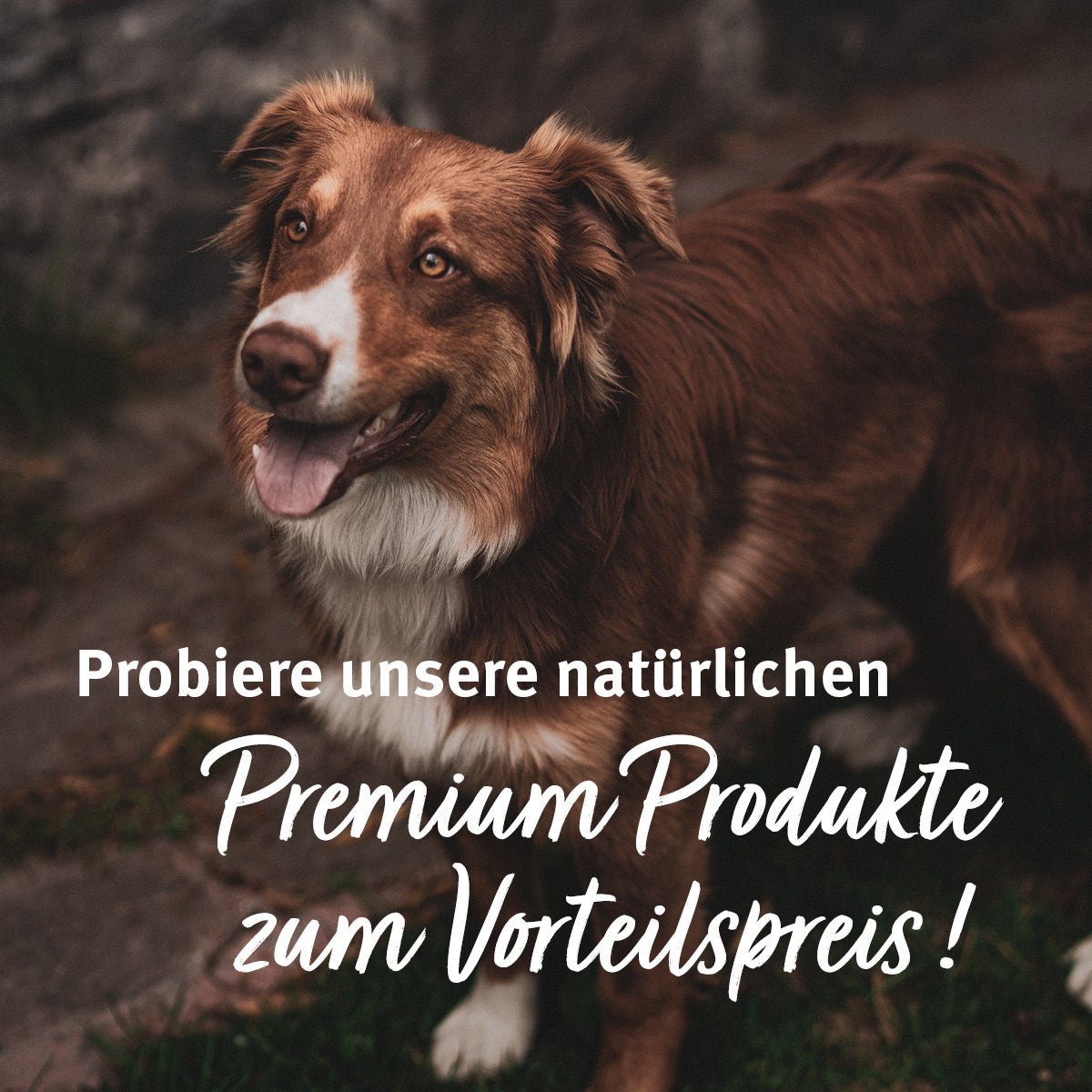 AniForte® Kennenlernpaket für Hunde - AniForte