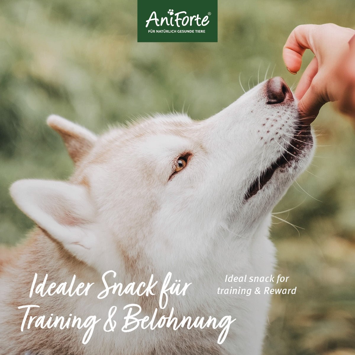 Dog Snacks Obst & Gemüse - AniForte