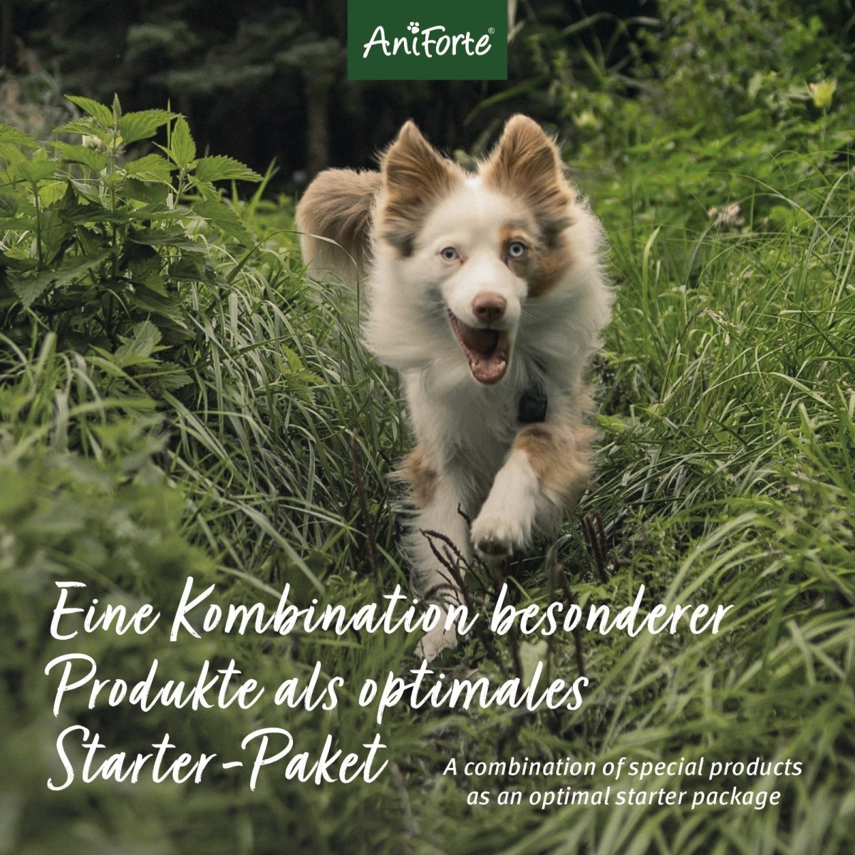 Durchstarter Paket L - AniForte